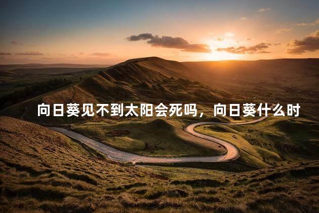 向日葵见不到太阳会死吗，向日葵什么时候开花